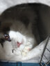 涴喵 【视频选宠】苏氏布偶猫海双蓝双山猫巨型波斯系布偶仙女猫 宠物级 海双布偶 晒单实拍图