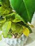 美乐棵植物营养液磷酸二氢钾花肥兰花月季水培花卉绿植发财树营养液肥料 绣球型500ml 实拍图