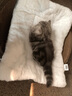 爵氏猫垫子猫窝狗猫咪被子秋冬床垫宠物四季平台棉垫狗狗毯子冬季加厚 灰色小熊【羊羔绒+法兰绒】 M号（建议体重10斤内） 实拍图