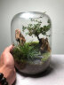 苔藓微景观办公室创意生态缸鱼缸桌面生态瓶摆件成品养鱼生日礼物 榆树成品发货 晒单实拍图