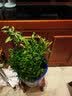 清香胡椒木绿植5年大苗四季长青会发出清香的植物清香木防蚊虫驱蚊草花卉室内客厅办公室桌面绿植不含盆  推荐五年苗 实拍图