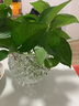 弗莱文茨创意绿萝水培植物透明玻璃花瓶家用客厅装饰品水养插花器皿摆件 菱形 大号 实拍图