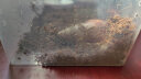 卓盛花卉 白玉蜗牛活体学生科学实验观察宠物美容观赏喂养工具全程指导 爬宠箱科学标准套装 实拍图
