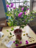步恋【带花苞发货】重瓣三角梅大棵庭院阳台室内植物花卉盆栽树苗爬藤 云南紫【带花发货】 福建基地【含育苗盆土】 实拍图