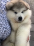 宁宠 阿拉斯加幼犬阿拉斯加犬活体阿拉斯家阿拉私家宠物狗狗雪橇犬 宠物级1 母 晒单实拍图