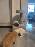 兽牌隧道猫爬架猫窝一体剑麻磨爪猫树小户型不占地猫屋【甲醛0超标】 实拍图