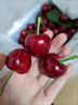 马保果3J车厘子山东美早樱桃新鲜樱桃水果当季孕妇水果礼盒国产车厘子 1斤(净重)  精选装大樱桃 实拍图