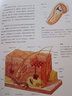 人体解剖学结构和功能图谱 肯阿什威尔著马超译 人体解剖学图谱全彩解刨速记医学生用书医学人体结构图谱基础医学书 江苏凤凰科技出版 实拍图