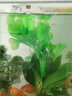 水族箱鱼池鱼缸水草箱造景仿真水草 人物假山珊瑚贝壳假鱼水草塑料水草 仿真植物 鱼缸布景 CL44七指草绿色 高40CM 实拍图