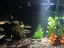 疯狂水草爬地矮珍珠1片水草植物鱼缸造景草坪趴地珍珠草阴性源头直发包邮 实拍图