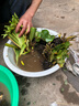 院子里种花西伯利亚鸢尾花苗挺水植物马兰水生美人蕉莺尾大花萱草 大花萱草黄花20棵 不含盆 实拍图