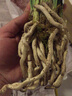 艾莹四季兰花苗兰宝石中矮种夏带花苞出售浓香花卉新手好养盆栽 香香素心5苗壮苗 实拍图