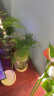 九千谷水培植物文竹室内观叶植物盆栽绿植花卉含玻璃瓶竹托源头直发8160 实拍图