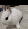 朗缤 兔子活体宠物兔活体新西兰肉兔公主兔小白荷兰侏儒活物兔子宠物 随机公主兔2只（一公一母） 实拍图