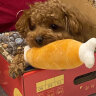 优佰小型犬狗粮泰迪专用成幼犬奶糕贵宾通用型小型犬牛肉味狗粮 成犬2.5kg 实拍图