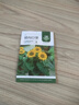 美外 花草花卉种子 室外花种籽子四季播种开花盆栽庭院花种子 矮向日葵【1包约50粒】 实拍图