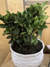 爱你一万年栀子花盆栽花卉植物室内绿植四季好养茉莉花源头直发驱蚊组合包邮 120#栀子花简易盆 实拍图