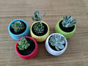 疏影暗香 多肉植物套装多款入门肉肉盆栽多肉组合区办公室室内萌肉植物 5颗多肉 石丸盆 营养土 实拍图