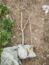 滨淇果树苗无花果苗当年结果波姬红南方北方种植水果苗 2厘米粗1棵 实拍图