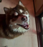 麦富迪麦富迪狗粮大袋通用40佰萃成犬粮土狗泰迪金毛拉布拉佰萃狗粮 佰萃成犬粮10kg(牛肉+螺旋藻) 实拍图