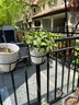 京尚客 花盆花架阳台铁艺悬挂式吊篮挂钩圆形勾栏杆垂吊花篮欧式吊挂垂A 加粗版黑色 实拍图