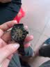欧绮娜（MG.ORKINA MG）女士时尚个性女表 镂空飞轮自动机械表 罗马刻度腕表 情人节礼物 黑壳黑面米兰带 实拍图