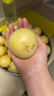 译蒙之味云南石林火山岩人参果新鲜树上熟人生果七彩黄肉圆果孕妇现摘整箱 9斤果王/单果100g+ 实拍图