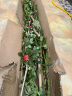 千特蔷薇花种子月季玫瑰四季开花爬墙庭院室内花卉盆栽植物玫瑰种子 混色500粒+肥料 晒单实拍图