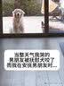 比乐宠物狗狗洁牙骨 耐咬泰迪金毛小狗大型犬通用磨牙洁齿 零食 【原味洁牙膏】110g 实拍图