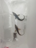 鲟鱼苗淡水养殖大型冷水鱼可食用中华观赏鱼缸清洁批发鲟鱼鱼苗 优质鲟鱼苗8-10厘米2条 实拍图
