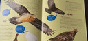 鸟类王国（一本让孩子身临其境体会自然之美的鸟类科普大图鉴 生动传神的手绘图+珍贵的GIF动图 ） 实拍图