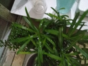 开时果 绿植盆栽桌面水培绿植 办公室植物懒人盆景水养植物源头直发包邮 罗汉松（绿叶盎然） 实拍图