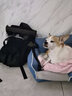 DogLemi宠物中小犬外出户外背包双肩骑行胸前包透气网布狗包DogLemi 绿黑色 L（11-20斤内） 实拍图