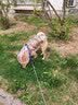 福莱希（FLEXI）标准系列绳状牵引绳狗绳猫绳狗链大中小型犬自动伸缩牵引绳 蓝色 M 5米 绳状【20KG内中型犬适用】 实拍图
