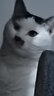 华元宠具（hoopet）猫咪牵引绳防挣脱外出专用遛猫绳子溜猫链子宠物胸背带可调节背心 雾霾蓝-工字防挣脱 中号-建议体重5-7斤内 实拍图