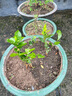重瓣茉莉花盆栽浓香型南方四季开花带盆驱蚊绿植花卉室内阳台庭院 茉莉5~6棵带花苞发货【不含盆】 实拍图