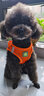 SLPC狗狗胸背带牵引绳小型犬泰迪背心式遛狗绳反光透气小狗背带狗绳子 橙色 M（适合6-9斤） 实拍图
