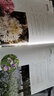 身边花草树木速查图鉴（汉竹）（精） 实拍图