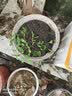寿禾 肉丝瓜种子水瓜丝瓜丝爪蔬菜四季阳台菜瓜蔬菜寿光秋冬季菜种 早熟果偏长 优比1号丝瓜种子20粒 实拍图
