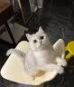 利无影内外驱虫猫狗内外驱虫猫驱虫片狗狗驱虫去跳蚤虱子蜱虫专用 1瓶【狗狗快速驱虫】兽医推荐 实拍图