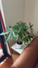 叹为观止大型植物发财树各种大颗盆栽开业乔迁客厅办公室内好养大型花卉 辫子发财树【50-60厘米】 含盆 实拍图