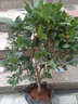 盆栽茶花苗 山茶花苗绿植花卉盆栽四季好养茶花树苗盆栽耐寒花卉观花植物室内花卉绿植开花不断 不含盆 五色赤丹(强力推荐) 8年苗树形好花苞多 实拍图