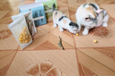 爪子心选（PETCHOICE）猫咪零食冻干宠物狗狗鸡胸肉多春鱼三文鱼干鸭肉牛肝蛋黄 鹌鹑蛋黄冻干70g 实拍图