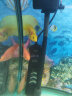 血红鹦鹉鱼活体发财鱼财神鱼大型热带观赏鱼淡水好养 10-11cm红+黄+梅花鹦鹉各1条 晒单实拍图