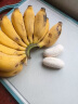 探味君 广西小米蕉 香蕉新鲜当季水果芭蕉苹果蕉粉蕉整箱带箱 5斤 实拍图