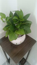 特价绿萝盆栽室内客厅办公室吸甲醛净化空气水培植物绿植花卉好养 【1盆】绿萝+白色南瓜盆自吸水 整体含盆高度20-25cm 实拍图