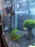 森森（SUNSUN）鱼缸加热棒自动恒温水族箱防爆加热器鱼缸水族用品 高硼硅玻璃200W(27.5cm长) 实拍图