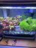 逸乐宠鱼缸水草活体鱼缸造景懒人水草套餐有茎类水榕前中后景水兰珍珠皇冠真水草水兰水族箱装饰小鱼缸造景 碗莲种子5颗已发芽 实拍图