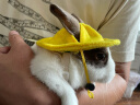 共度（Gong Du）兔兔衣服兔子印花裙子冬季牵引小宠物服装 小宠牵引绳金丝熊帽子 大号（适合幼兔/成兔） 晒单实拍图