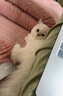 INSTINCT百利猫粮经典无谷防软便进口高蛋白生鲜配方全期主粮 无谷鸡肉幼猫粮4.5磅 实拍图